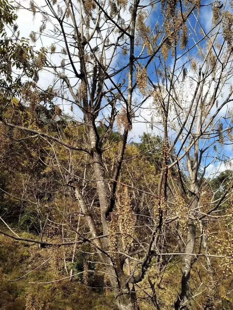 漆树 漆树