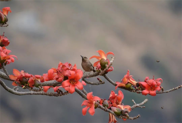 怒江旅行：怒江有风