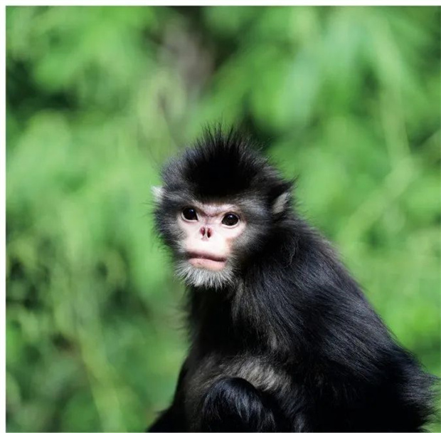 有一种生活叫云南的怒江丨怒江金丝猴的告白