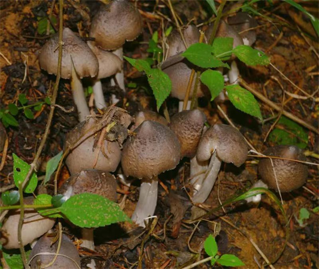 有一种生活叫云南的怒江丨峡谷菌 吃遍鲜