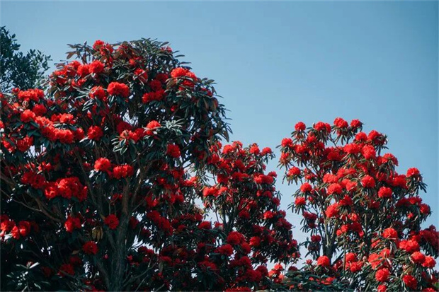 云南旅游,云南旅行社,云南团建公司,云南策划公司,云南会议会展,怒江旅游,怒江旅行社,怒江团建公司,怒江策划公司：新春游怒江 | 泸水市深度游线路攻略