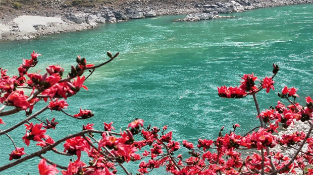 怒江旅游：怒江木棉红胜火，满城尽染春意浓
