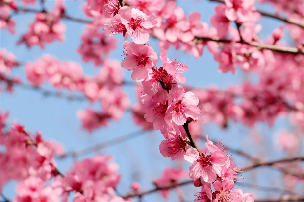 怒江旅游：春“满”怒江丨花漫怒江，春深如许