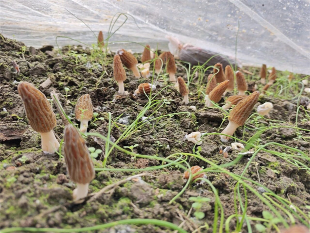 怒江旅游：春满怒江丨春日“鲜味”上线