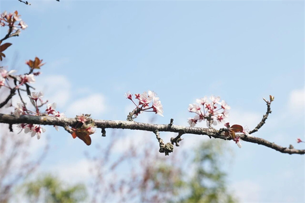 怒江旅游：春“满”怒江 | 福贡江岸的花“营业”啦！