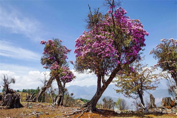 怒江旅游：兰坪营盘大板凳：繁花为毯
